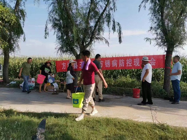 省农业厅领导到方城调查玉米南方锈病发生情况